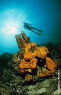 Tobago Dive Centre - Extra Divers